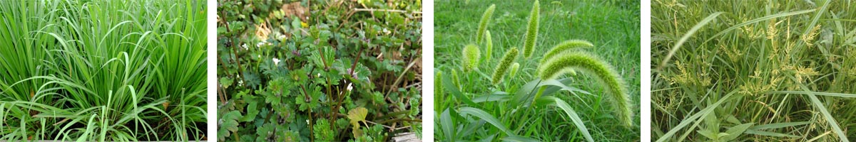 Flazasulfuron4张防治对象组图1200-200