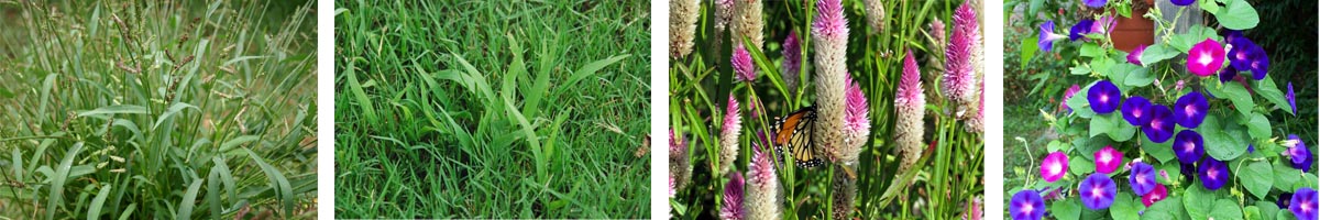 imazethapyr4张防治对象组图1200-200