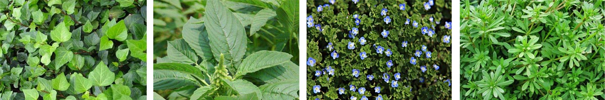 氟氯甲酸氟葡聚石4张防治对象组图1200-200