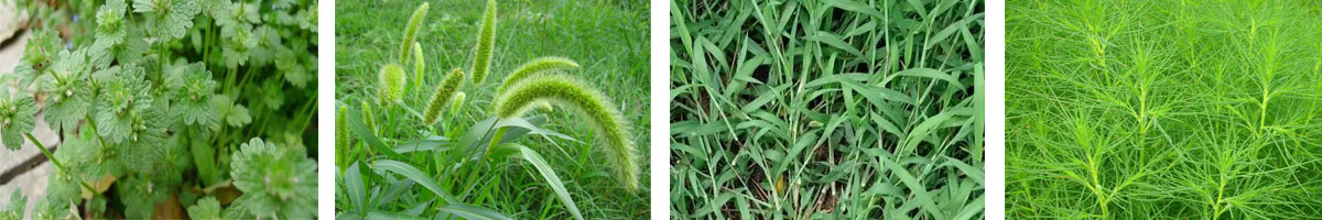 TrifluralIn4张防治对象附图1200-200