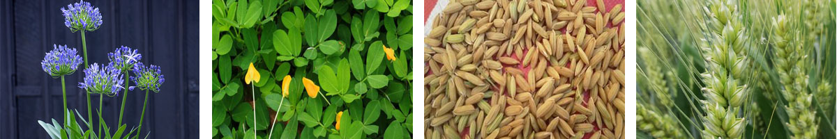 Uniconazole4张防治对象组图1200-200