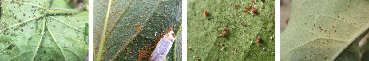 Tebufenpyrad4张防治对象组图1200-200