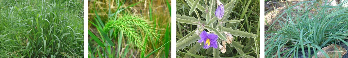 EPTC4张防治对象组图1200-200