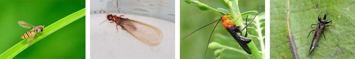 Ivermectin4张防治对象组图1200-200