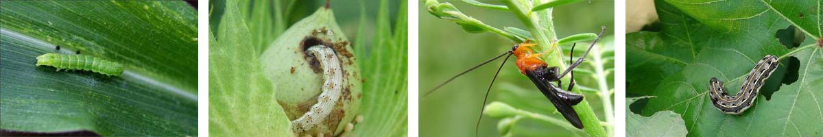 Fluazuron4张防治对象附图1200-200