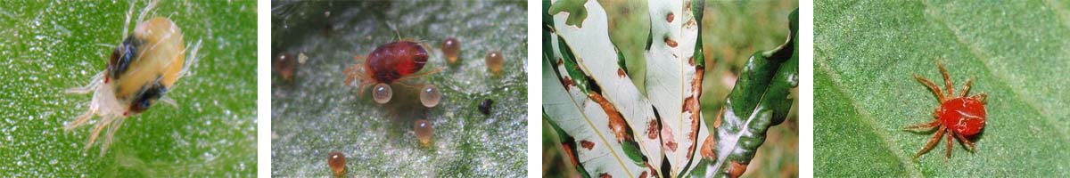 Bromopropylate4张防治对象组图1200-200