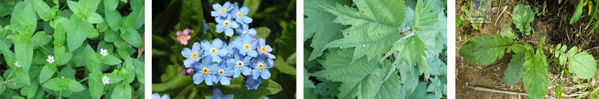 Tribenuron-Methyl4张防治对象组图1200-200