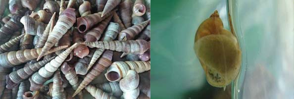 Niclosamide2张防治对象组图594-200