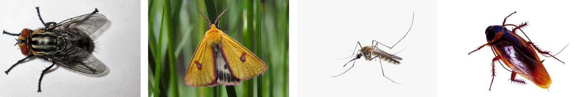 Transfluthrin4张防治对象组图1200-200