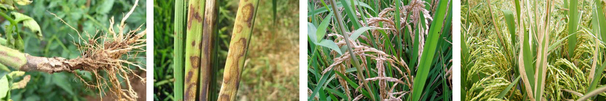 IPROBENFOS4张防治对象组图1200-200