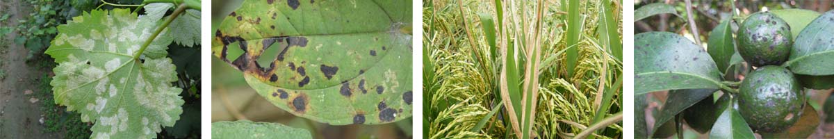 Famoxadone4张防治对象组图1200-200