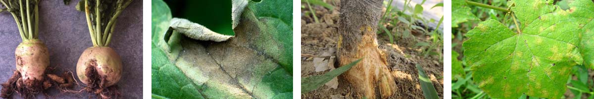 丙种甘油盐酸盐4张防治对象组图1200-200