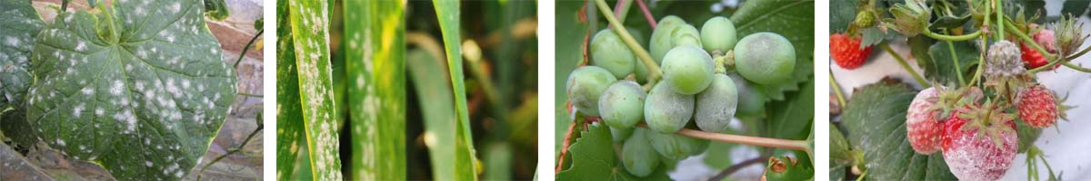 Ethirimol4张防治对象组图1200-200