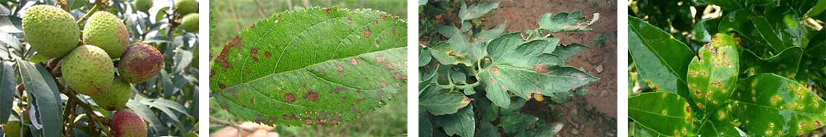 氧化亚太 - 4张防治对象图1200-200