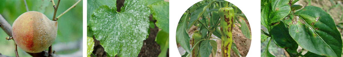 Sulphur4张防治对象组图1200-200