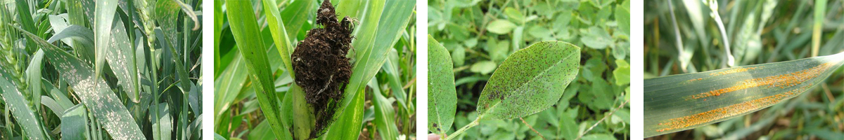 Tebuconazole4张防治对象组图1200-200