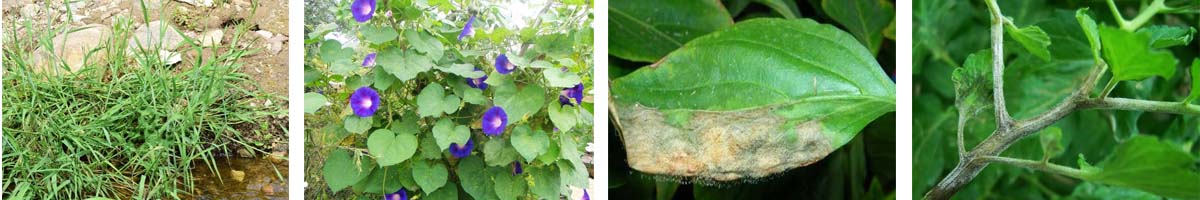 Metam Sodium4张防治对象组图1200-200