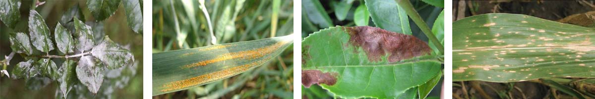 Triadimefon4张防治对象组图1200-200