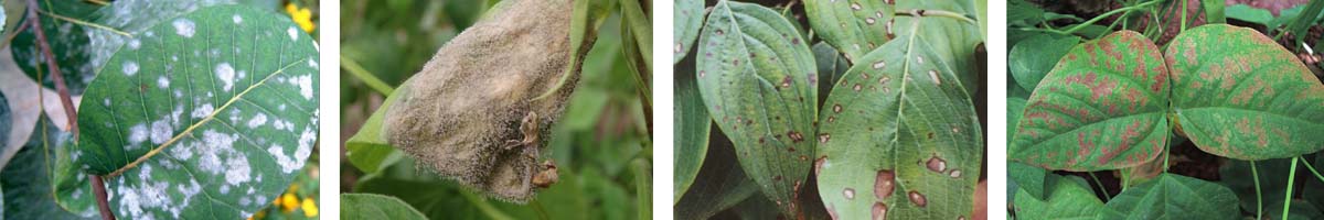 prochloraz4张防治对象组图1200-200