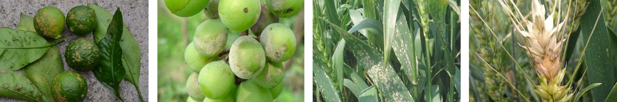 Pyraclostrobin4张防治对象组图1200-200