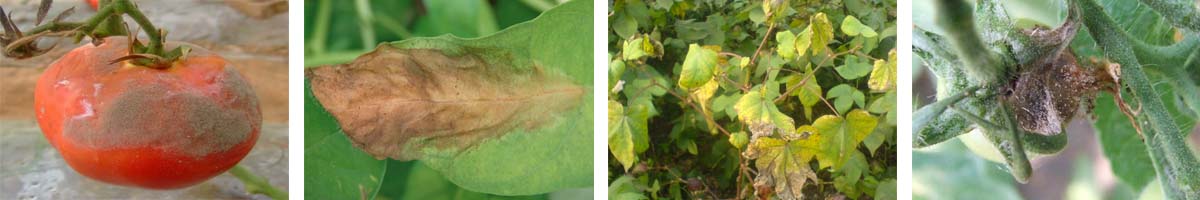 Pyrimethanil4张防治对象组图1200-200