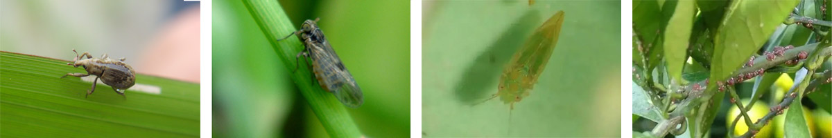 Imidacloprid -4张防治对象组图1200-200