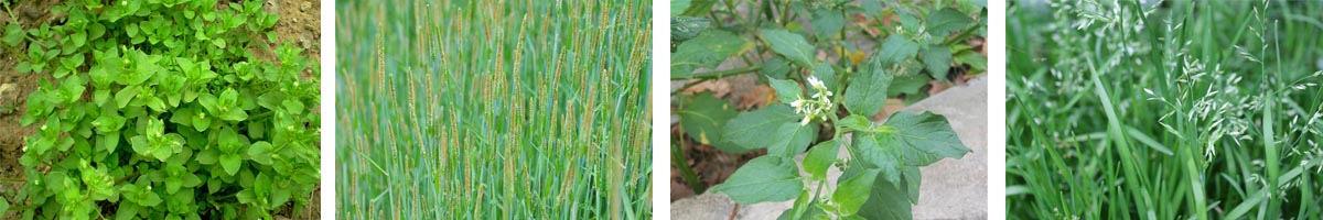 Metamitron4张防治对象组图1200-200