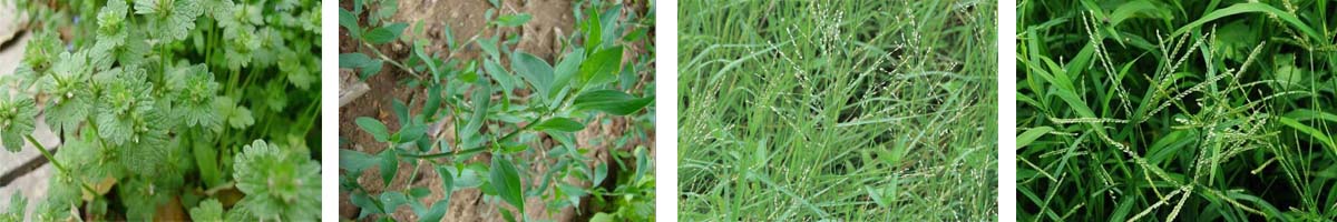 Napropamide4张防治对象组图1200-200