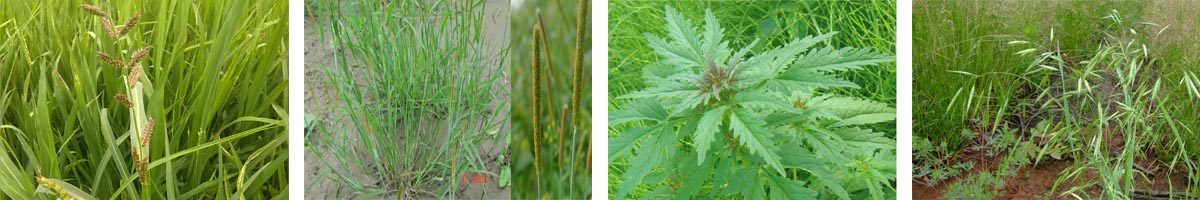 imazamox4张防治对象组图1200-200