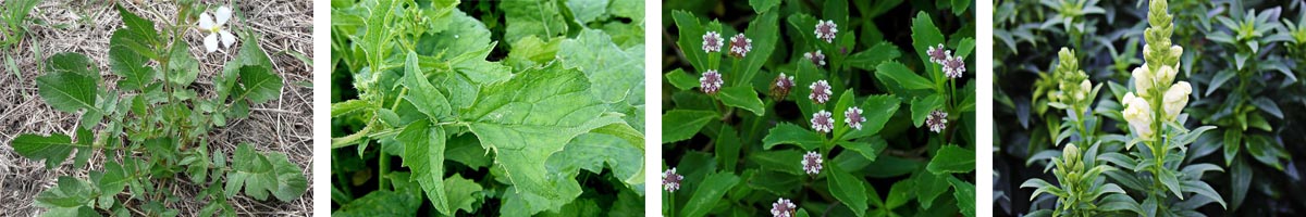 McPA4张防治对象组图1200-200