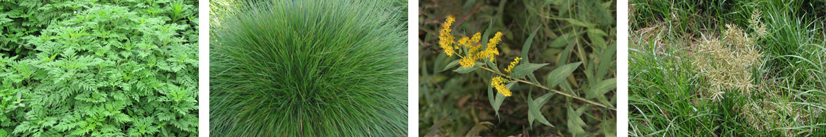 Sulfometuron-甲基4张防治对象组图1200-200