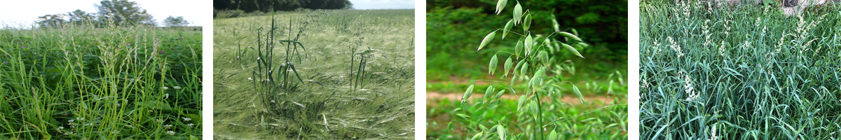 clodinafop-propargyl 4张防治对象组图1200-200