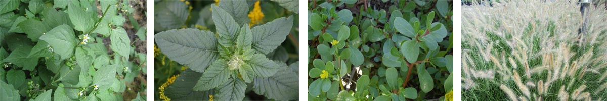 ethofumesate 4张防治对象组图1200-200