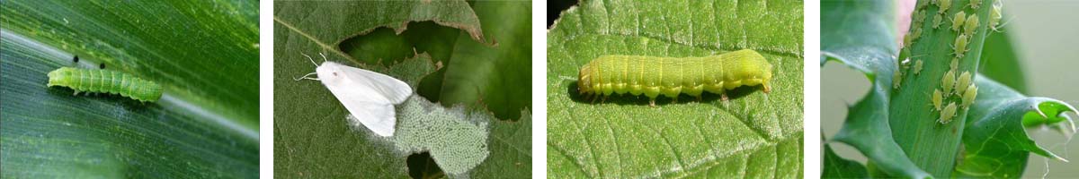 Matrine4张防治对象组图1200-200