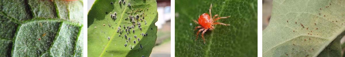 Flufenzine4张防治对象组图1200-200