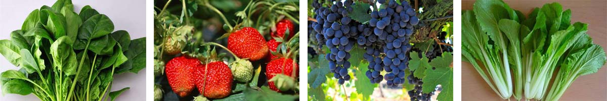 da-64张防治对象组图1200-200