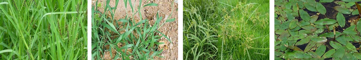 oxadiargyl4张防治对象组图1200-200