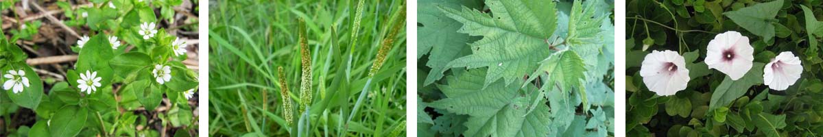 Terbutryn4张防治对象组图1200-200