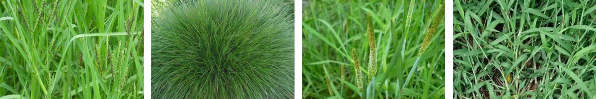 Simetryn4张防治对象组图1200-200