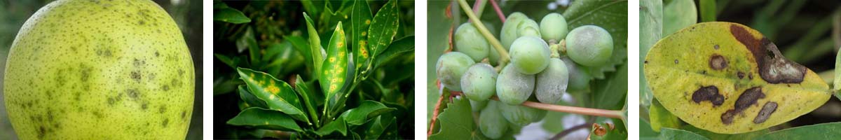 Bromothalonil4张防治对象组图1200-200