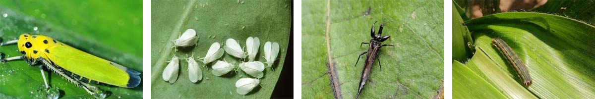 Novaluron4张防治对象组图1200-200