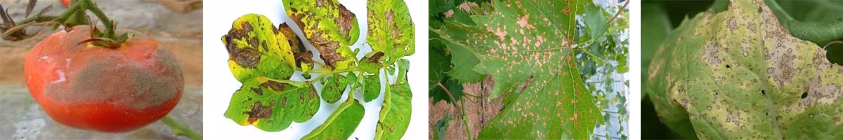 Diethofencarb4张防治对象组图1200-200