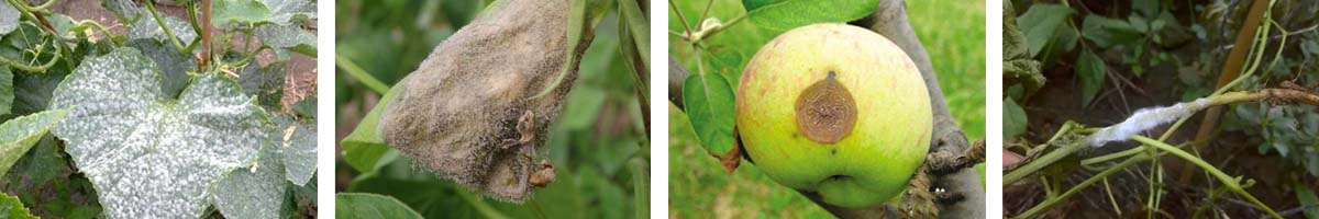 Thiophanate-Methyl4张防治对象组图1200-200