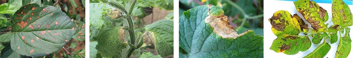 Cyprodinil-4张防治对象组图1200-200