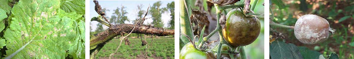 Dimethomorph-4张防治对象组图1200-200