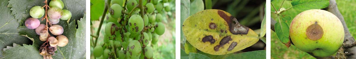 Penconazole4张防治对象组图1200-200