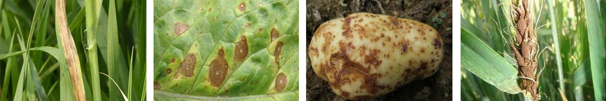 Fludioxonil4张防治对象组图1200-200