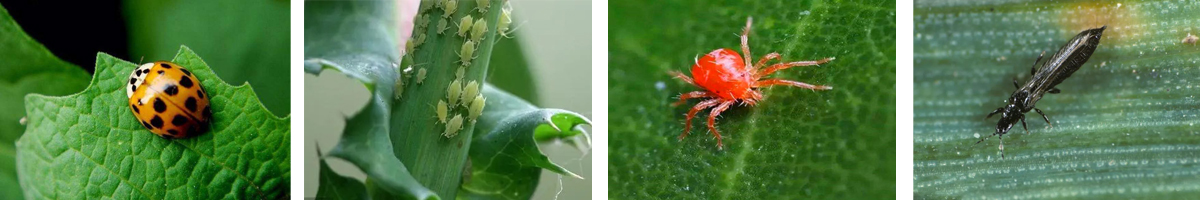 Fenitrothion-4张防治对象组图1200-200