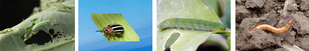 Fipronil-4张防治对象组图1200-200