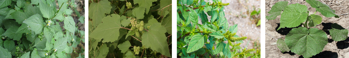 Fomesafen4张防治对象组图1200-200